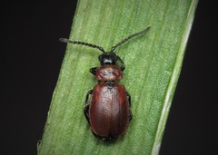 Galeruca melanocephala