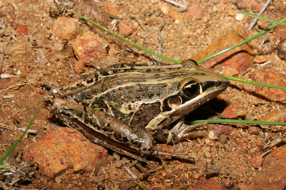 Rocket Frog