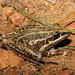 Australian Rocket Frog - Photo (c) Travis W. Reeder, some rights reserved (CC BY-NC)