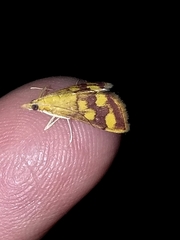 Pyrausta