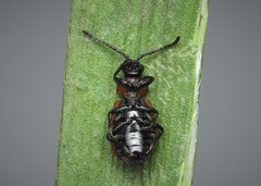 Galeruca melanocephala