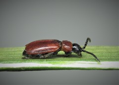 Galeruca melanocephala