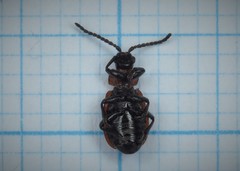 Galeruca melanocephala