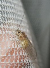 Stenopsocus immaculatus