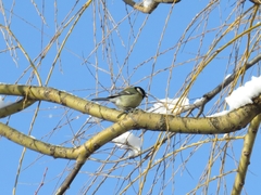 Parus major