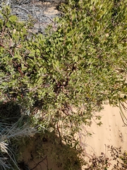Arctostaphylos pungens