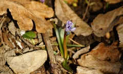 Scilla bifolia