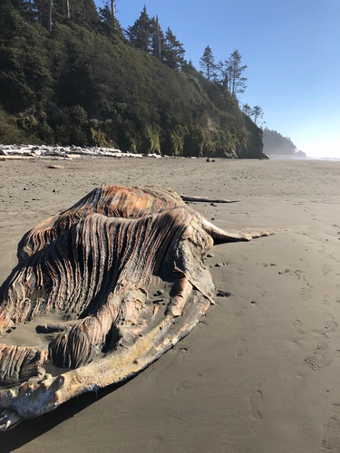 Humpback Whale photographed in Washington