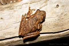 Litoria rothii