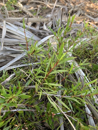 Image of Coker's Beach Creeper (Ernodea cokeri) by (c) Brandon Corder, some rights reserved (CC BY)