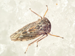 Idiocerus herrichii