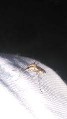 Aedes albifasciatus