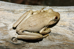 Litoria rothii
