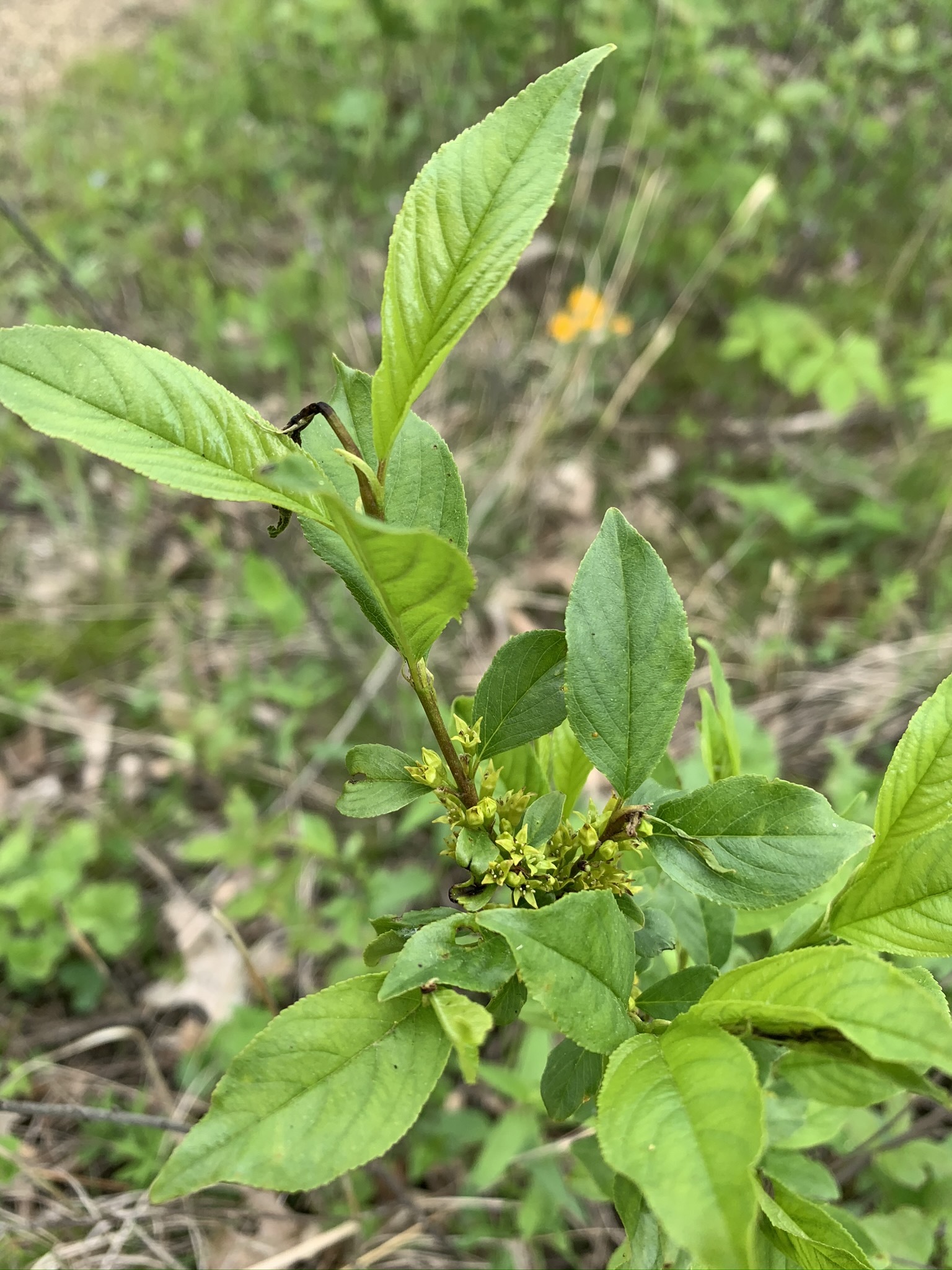 Rhamnus lanceolata