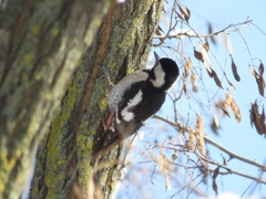 Dendrocopos syriacus