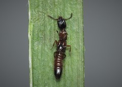 Milichilinus decorus