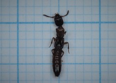 Milichilinus decorus