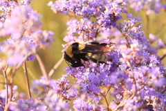 Bombus fragrans
