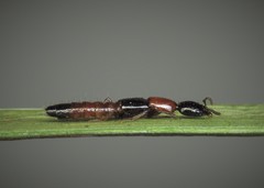 Milichilinus decorus