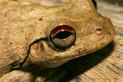 Litoria rothii