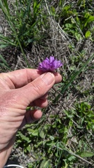 Dipterostemon capitatus capitatus