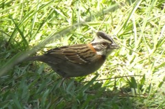 Zonotrichia capensis