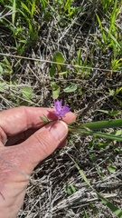 Dipterostemon capitatus capitatus