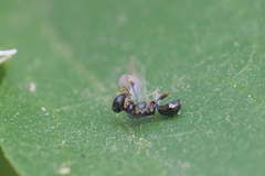 Spilomena