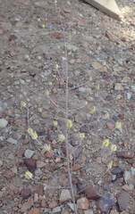 Eriospermum capense capense