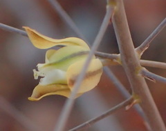 Eriospermum capense capense