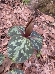 Trillium cuneatum