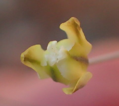 Eriospermum capense capense