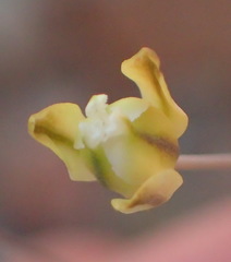 Eriospermum capense capense