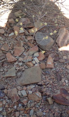 Eriospermum capense capense