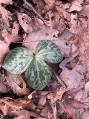 Trillium cuneatum