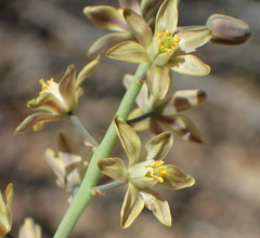 Eriospermum zeyheri