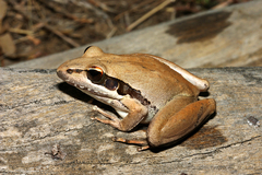 Litoria watjulumensis