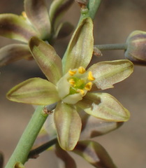 Eriospermum zeyheri
