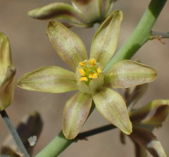 Eriospermum zeyheri