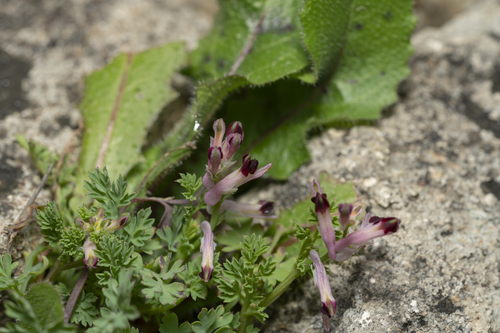 Image of Fumaria gaillardotii by (c) Eleftherios Katsillis, some rights reserved (CC BY)