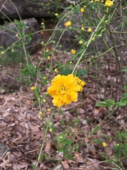Kerria japonica