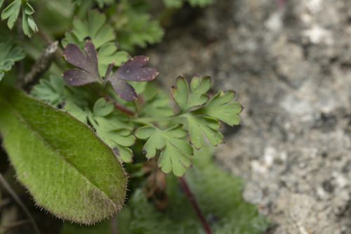 Image of Fumaria gaillardotii by (c) Eleftherios Katsillis, some rights reserved (CC BY)