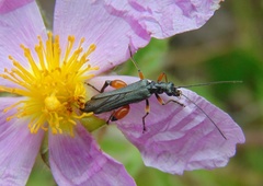 Oedemera rufofemorata
