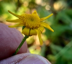 Senecio gallicus