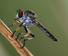 Ommatius floridensis