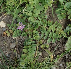 Erodium moschatum
