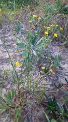 Senecio gallicus