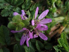 Erodium moschatum