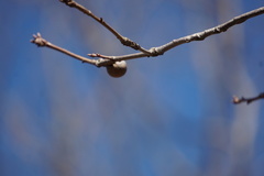 Disholcaspis quercusglobulus