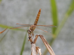 Brachythemis contaminata